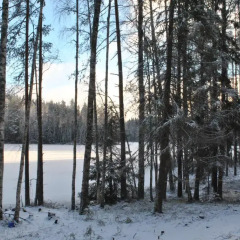 Гостиница Brusnika Village фото 3