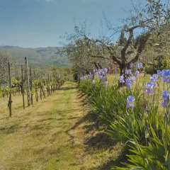 Отель Tuscany Roses Ареццо фото 4