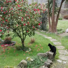 Отель B&B El Jardin de Aes фото 2