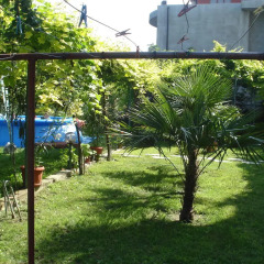 Отель Georgiev Guest House Болгария, Равда - отзывы, цены и фото номеров - забронировать отель Georgiev Guest House онлайн балкон