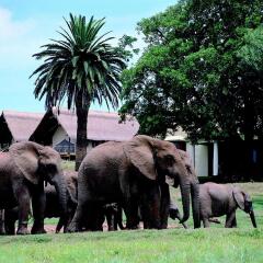 Отель Gorah Elephant Camp Южная Африка, Аддо - отзывы, цены и фото номеров - забронировать отель Gorah Elephant Camp онлайн фото 2