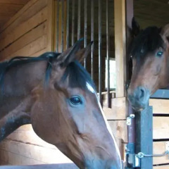 Гостиница Happy Horse с домашними животными