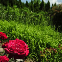 Отель Haus Rosengarten Тироло фото 3