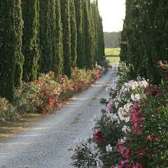 Отель Agriturismo Tra gli Ulivi Кастаньето-Кардуччи фото 5
