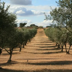 Отель Herdade do Monte Outeiro - Turismo Rural фото 4