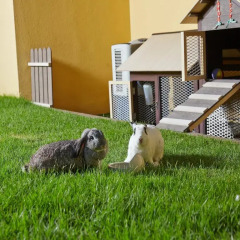 Отель Village Residence Robertson Quay с домашними животными