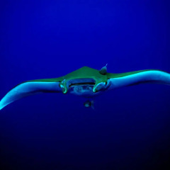 Отель Blue Island развлечения