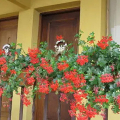 Отель Fattoria Delle Rose Стандартный номер фото 5