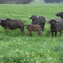 Отель Bartholomeus Klip Farmhouse с домашними животными