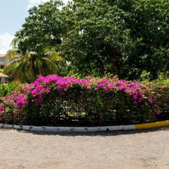 Отель Montego Bay Club Resort Ямайка, Монтего-Бей - отзывы, цены и фото номеров - забронировать отель Montego Bay Club Resort онлайн парковка