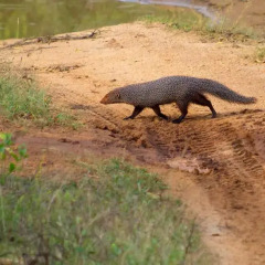 Отель Yala Leopard Paradise Safari пляж фото 2