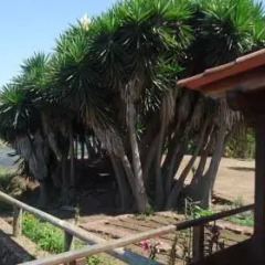 Отель Vivecanarias Rural Бунгало с разными типами кроватей фото 27