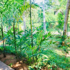 Отель Kataragama Homestay Номер категории Эконом с различными типами кроватей фото 5