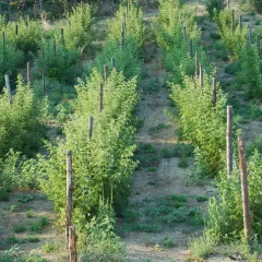 Отель Agriturismo Il Filare Невьяно-дельи-Ардуини приотельная территория фото 2