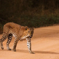 Отель Yala National Park Camping пляж фото 2