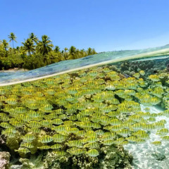 Отель Le Taha'a Island Resort & Spa бассейн фото 3