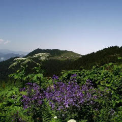 Отель Pokut Doğa Konukevi фото 7