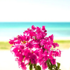 Отель Bouganvillia Homes пляж