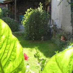 Отель Guest House Sokratovi Болгария, Аврен - отзывы, цены и фото номеров - забронировать отель Guest House Sokratovi онлайн фото 3