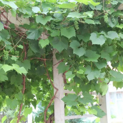 Отель Nikole apartamentai фото 6