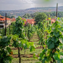 Отель ApartmÁny Vinice Salabka Прага фото 13