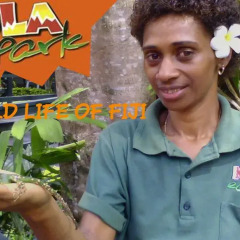 Отель Fijian Star детские мероприятия