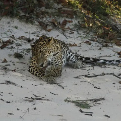 Отель Pardus Seek фото 5