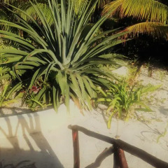 Отель Balamku Inn on the Beach фото 4