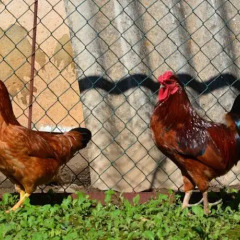 Отель Quinta do Covanco спортивное сооружение