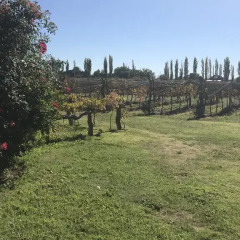 Отель Chaglasian Wine & Suites Сан-Рафаэль фото 13