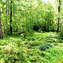 Отель Domek Drewniany Tetmajera Centrum Zakopane Закопане приотельная территория