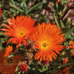 Отель Selmunett – Malta Homestay фото 4