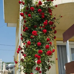 Отель Flora Villa 3* Апартаменты фото 35