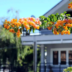 Отель Flower Villa Далат