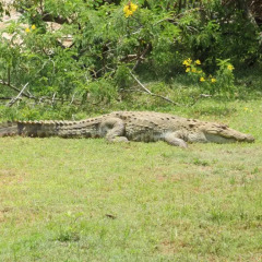 Отель Yala Golden Park 3* Номер Делюкс с различными типами кроватей фото 33