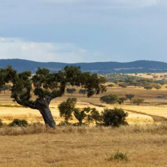 Отель Monte do Peral балкон