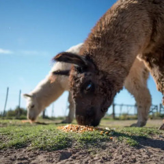 Отель Finca La Carmelita Сан-Рафаэль с домашними животными