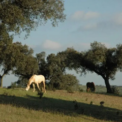 Отель Herdade do Monte Outeiro - Turismo Rural с домашними животными