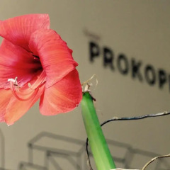 Hotel Prokopka интерьер отеля фото 3