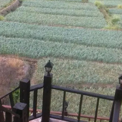 Отель Flying Bird с домашними животными