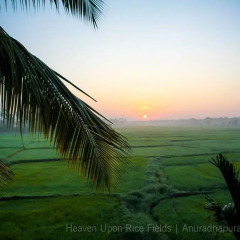Отель Heaven Upon Rice Fields Шри-Ланка, Анурадхапура - отзывы, цены и фото номеров - забронировать отель Heaven Upon Rice Fields онлайн пляж