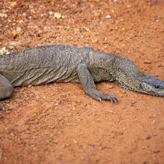 Отель Yala Leopard Paradise Safari пляж