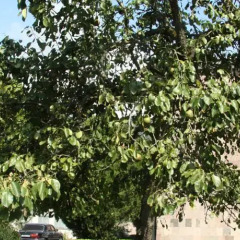 Отель Dghyak Pansion Армения, Дилижан - отзывы, цены и фото номеров - забронировать отель Dghyak Pansion онлайн фото 4