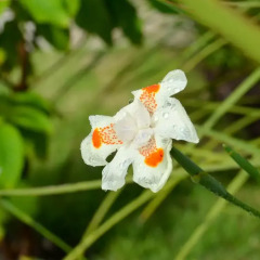 Отель Portinari Residence фото 2