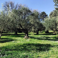 Отель Il Pettirosso B&B Италия, Гроттаферрата - отзывы, цены и фото номеров - забронировать отель Il Pettirosso B&B онлайн парковка