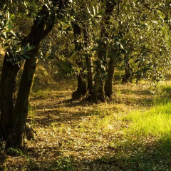 Отель Podere Poggio Mendico Ареццо приотельная территория фото 2