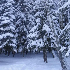 Гостиница Forest Club Lyutoretskoye