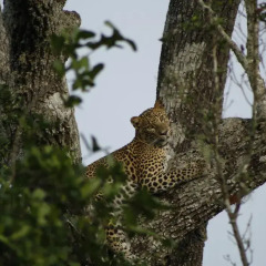 Отель Yala National Park Camping фото 6