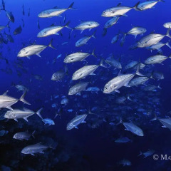 Отель Kosrae Nautilus Resort Федеративные Штаты Микронезии, Косраэ - отзывы, цены и фото номеров - забронировать отель Kosrae Nautilus Resort онлайн фото 2
