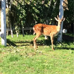 Отель Serebryanoe Kopitse Пермь фото 18